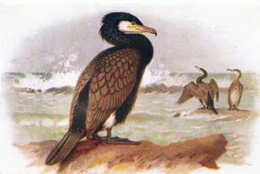 Kormoran